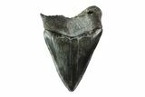 Serrated, Fossil Megalodon Tooth - South Carolina #153845-1